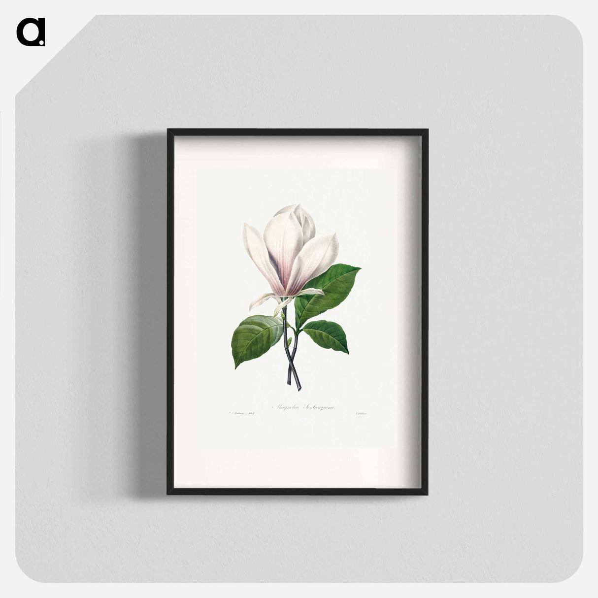 Magnolia Soulangiana - Pierre Joseph Redouté Poster.