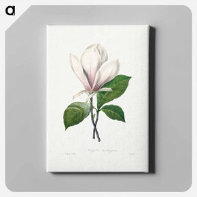 アートパネル-Magnolia Soulangiana - ピエール ジョゼフ ルドゥーテ Canvas.