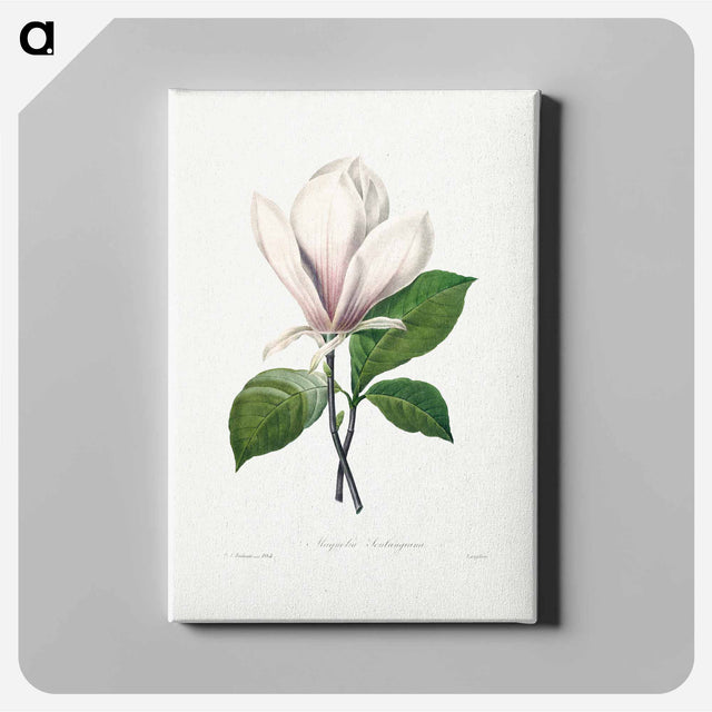 アートパネル-Magnolia Soulangiana - ピエール ジョゼフ ルドゥーテ Canvas.