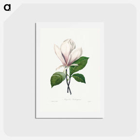 アートポストカード-Magnolia Soulangiana - ピエール ジョゼフ ルドゥーテ Postcard.