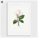 Magnolia Soulangiana - Pierre Joseph Redouté Poster.