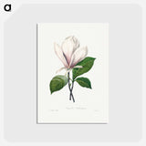 アートポストカード-Magnolia Soulangiana - ピエール ジョゼフ ルドゥーテ Postcard.