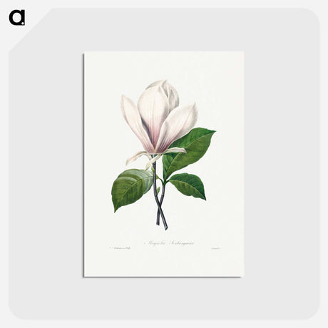アートポストカード-Magnolia Soulangiana - ピエール ジョゼフ ルドゥーテ Postcard.