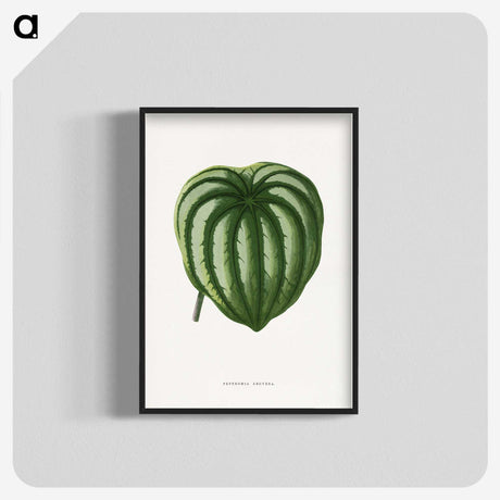 1-94_Plants-with-Colored-Foliage_blk-crop