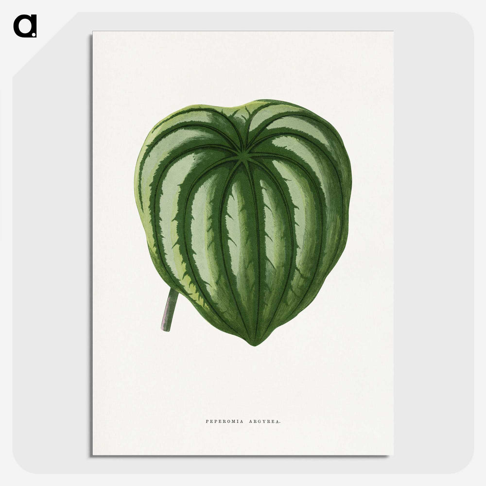 1-94_Plants-with-Colored-Foliage_picture-crop
