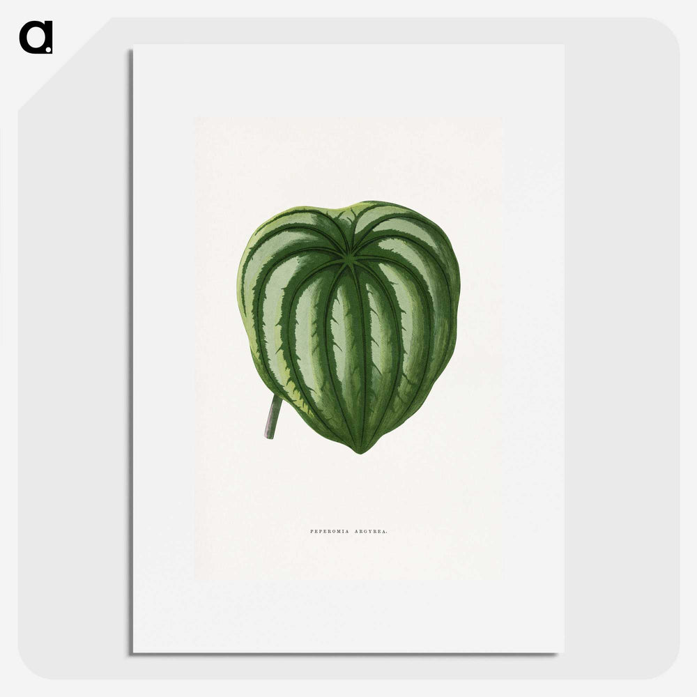 1-94_Plants-with-Colored-Foliage_picture