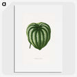1-94_Plants-with-Colored-Foliage_picture