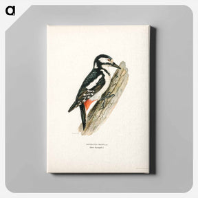 アートパネル-Great Spotted Woodpecker
 - スヴェンスカ フォグラル Canvas.
