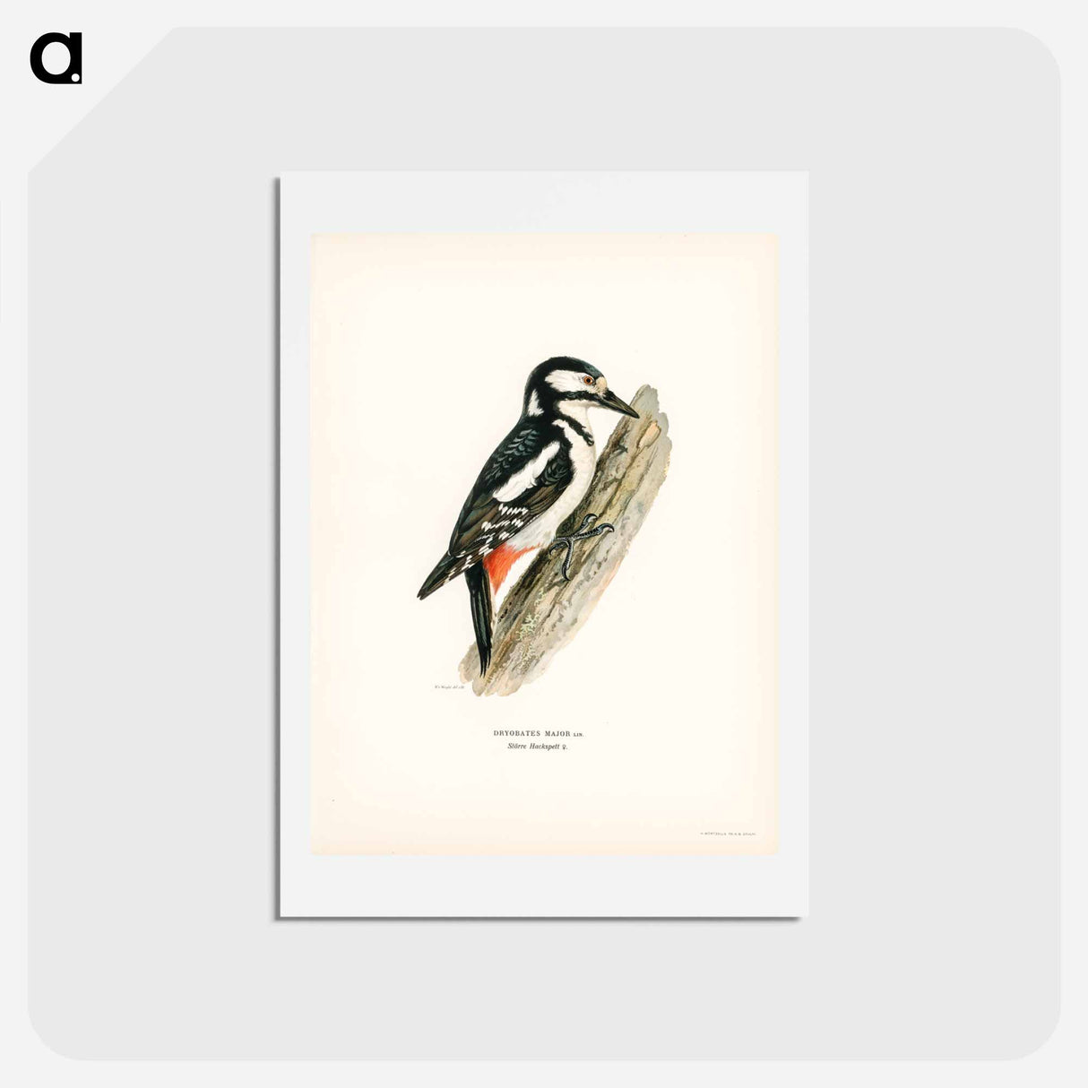 アートポストカード-Great Spotted Woodpecker
 - スヴェンスカ フォグラル Postcard.