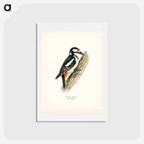 アートポストカード-Great Spotted Woodpecker
 - スヴェンスカ フォグラル Postcard.