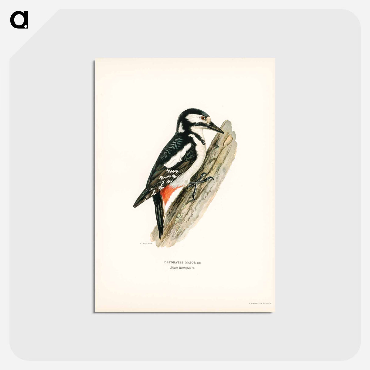 アートポストカード-Great Spotted Woodpecker
 - スヴェンスカ フォグラル Postcard.
