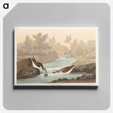 アートパネル-Little Sandpiper from Birds of America
 - アメリカの鳥たち Canvas.