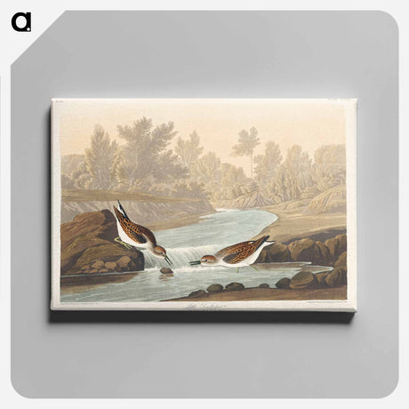 アートパネル-Little Sandpiper from Birds of America
 - アメリカの鳥たち Canvas.
