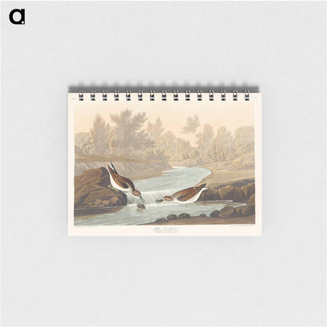 アートメモ帳-Little Sandpiper from Birds of America
 - アメリカの鳥たち Memo.