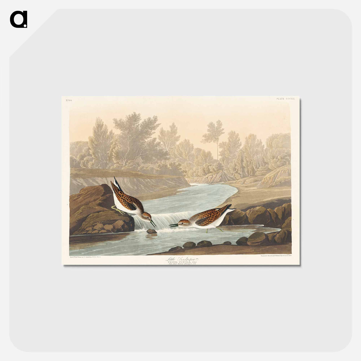 アートポストカード-Little Sandpiper from Birds of America
 - アメリカの鳥たち Postcard.