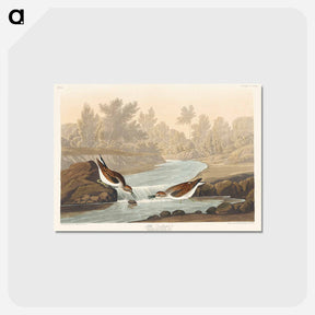 アートポストカード-Little Sandpiper from Birds of America
 - アメリカの鳥たち Postcard.