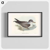 アートポスター-Great Grey Petrel
 - オーストラリアの鳥 Poster.