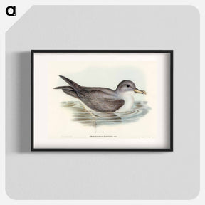 アートポスター-Great Grey Petrel
 - オーストラリアの鳥 Poster.