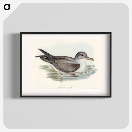 アートポスター-Great Grey Petrel
 - オーストラリアの鳥 Poster.
