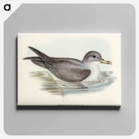 アートパネル-Great Grey Petrel
 - オーストラリアの鳥 Canvas.
