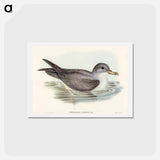 アートポストカード-Great Grey Petrel
 - オーストラリアの鳥 Postcard.