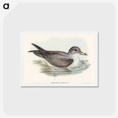 アートポストカード-Great Grey Petrel
 - オーストラリアの鳥 Postcard.
