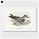 アートポスター-Great Grey Petrel
 - オーストラリアの鳥 Poster.