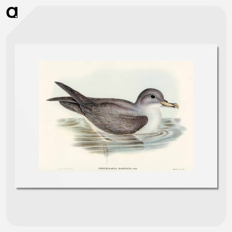 アートポスター-Great Grey Petrel
 - オーストラリアの鳥 Poster.