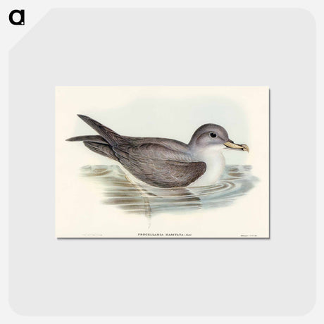 アートポストカード-Great Grey Petrel
 - オーストラリアの鳥 Postcard.