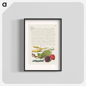 アートポスター-Hyacinth, Black Mulberry, and Caterpillar
 - 書道のお手本 Poster.