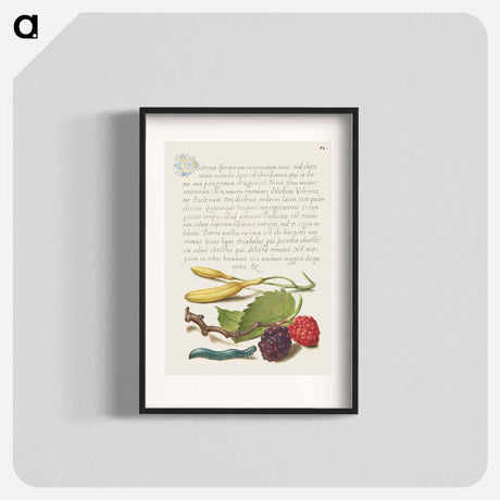 アートポスター-Hyacinth, Black Mulberry, and Caterpillar
 - 書道のお手本 Poster.