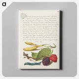アートパネル-Hyacinth, Black Mulberry, and Caterpillar
 - 書道のお手本 Canvas.