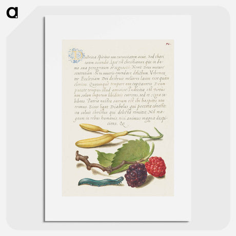 アートポスター-Hyacinth, Black Mulberry, and Caterpillar
 - 書道のお手本 Poster.