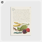 アートポストカード-Hyacinth, Black Mulberry, and Caterpillar
 - 書道のお手本 Postcard.