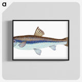 1-94_The-Natural-History-of-British-Fishes_blk-crop