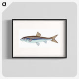 1-94_The-Natural-History-of-British-Fishes_blk
