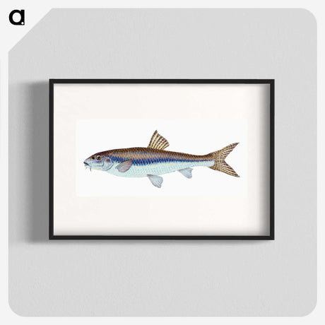 1-94_The-Natural-History-of-British-Fishes_blk