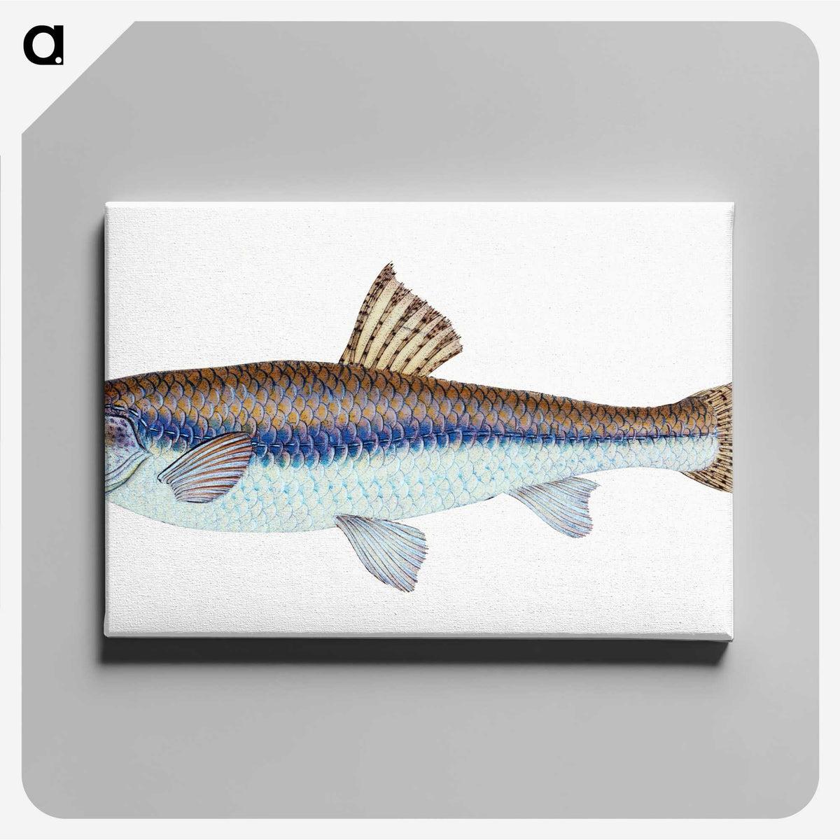 1-94_The-Natural-History-of-British-Fishes_canvas