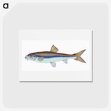 1-94_The-Natural-History-of-British-Fishes_hagaki