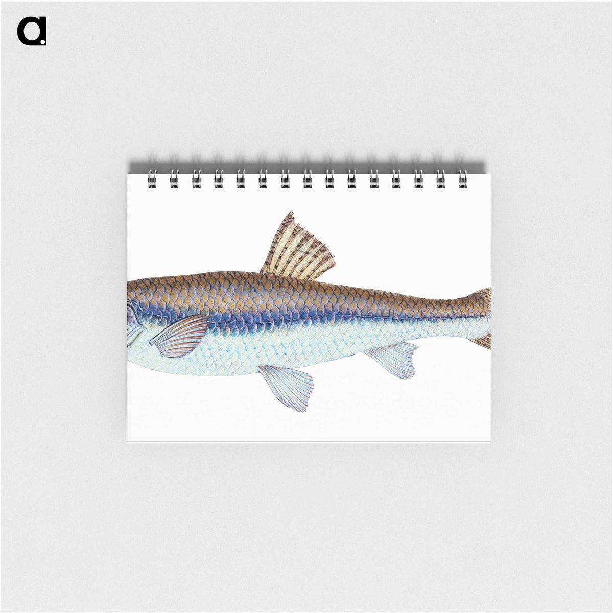 1-94_The-Natural-History-of-British-Fishes_memo
