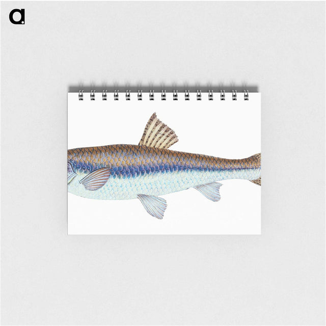 1-94_The-Natural-History-of-British-Fishes_memo