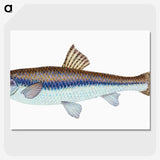 1-94_The-Natural-History-of-British-Fishes_picture-crop