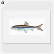 1-94_The-Natural-History-of-British-Fishes_picture