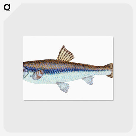 1-94_The-Natural-History-of-British-Fishes_postcard