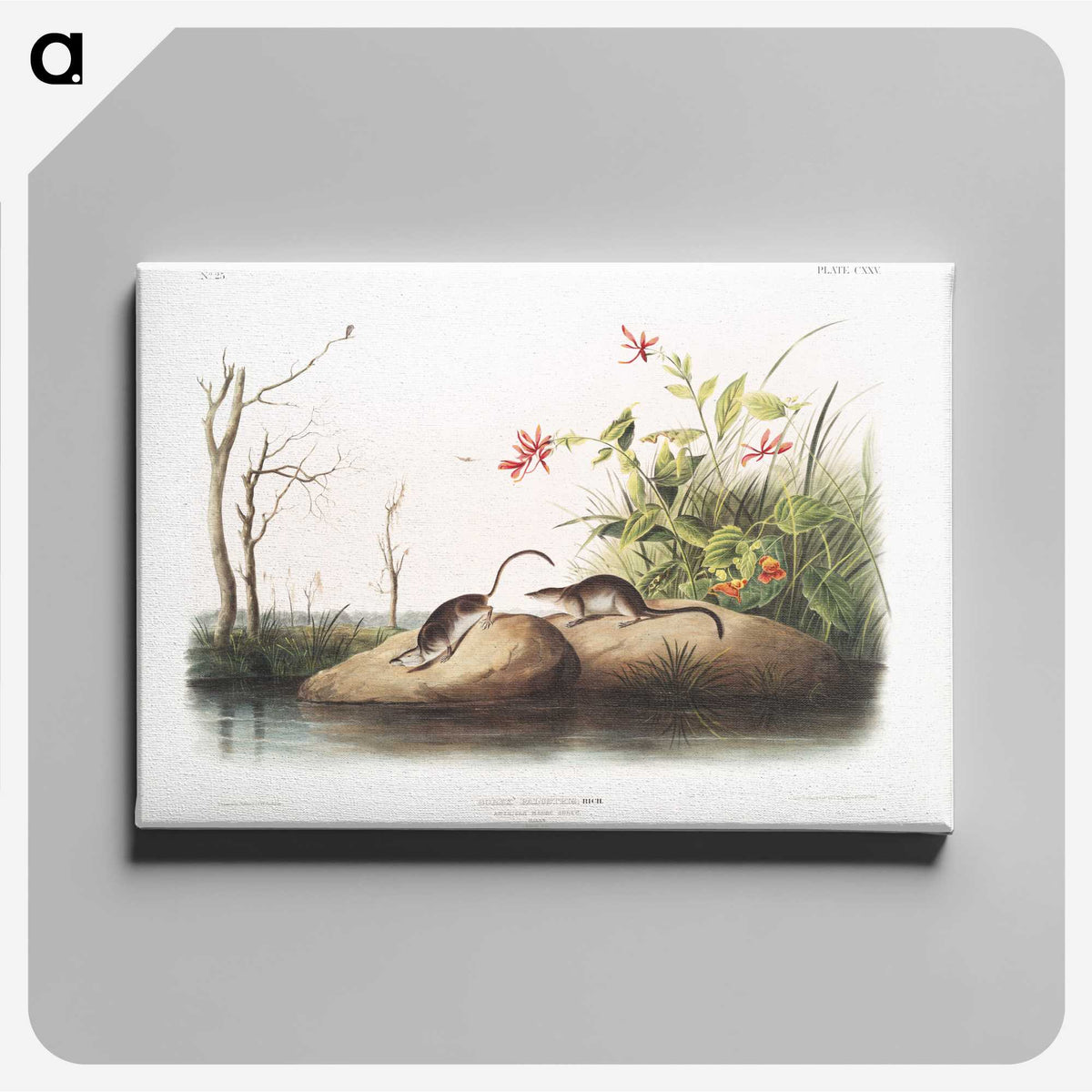 1-94_The-Viviparous-Quadrupeds_canvas