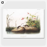 1-94_The-Viviparous-Quadrupeds_picture-crop