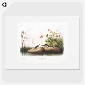 1-94_The-Viviparous-Quadrupeds_picture