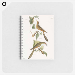 アートメモ帳-The Yellow-billed Cuckoo (Coccyzus americanus) 31. The Black-billed Cuckoo (Coccyzus erythrophthalmus) - ニューヨークの動物学 Memo.