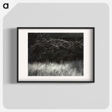Hedge and Grasses–Lake George - アルフレッド スティーグリッツ Poster.