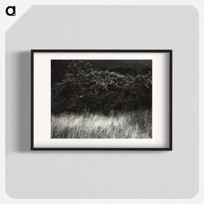 アートポスター-Hedge and Grasses–Lake George - アルフレッド スティーグリッツ Poster.